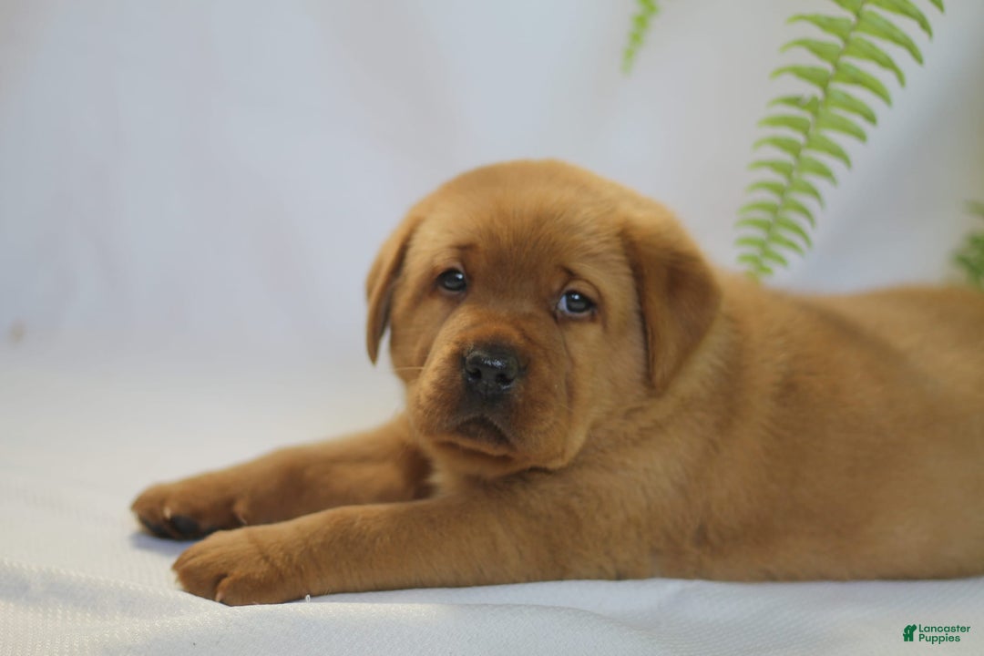 Labrador Retriever dogs for sale: Ted - Ad 2