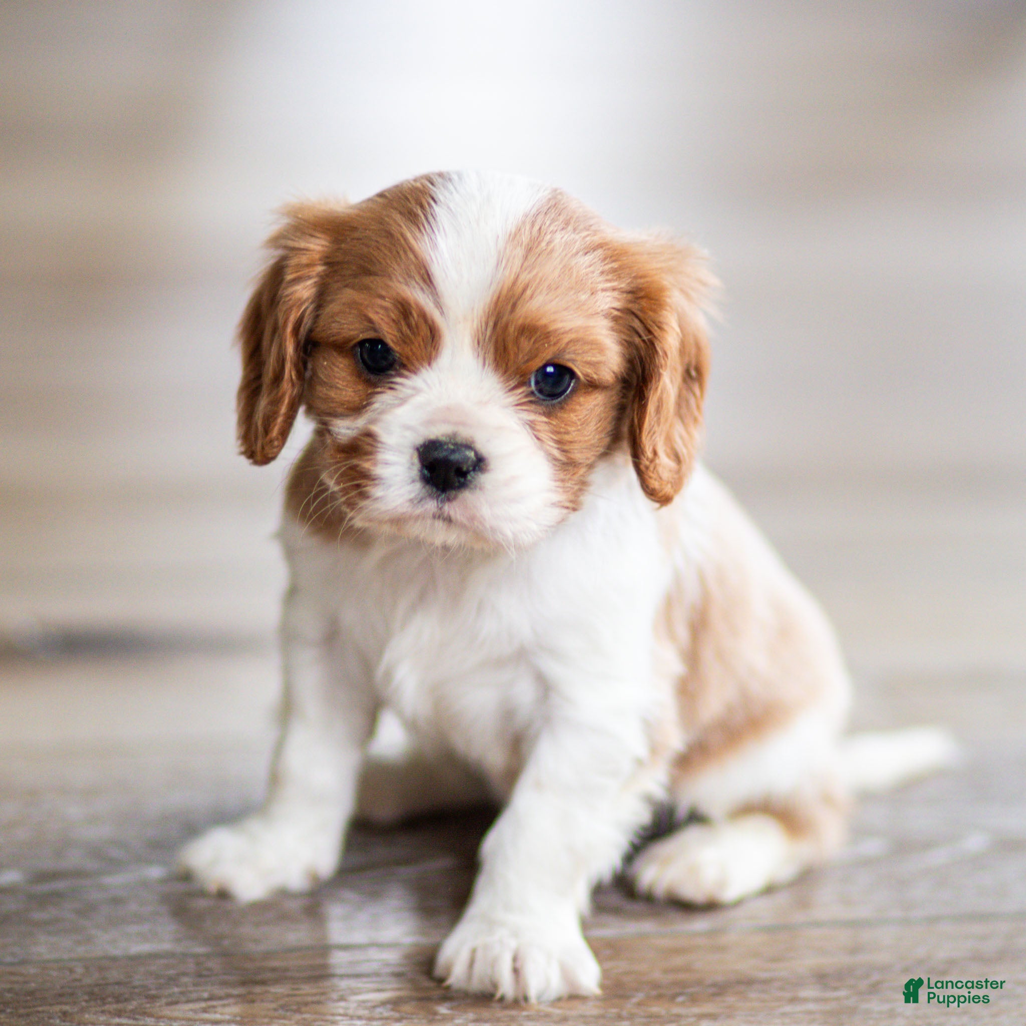 Cavalier King Charles Spaniel dogs Titen Cavalier King Charles Spaniel Puppy  - Ad 2