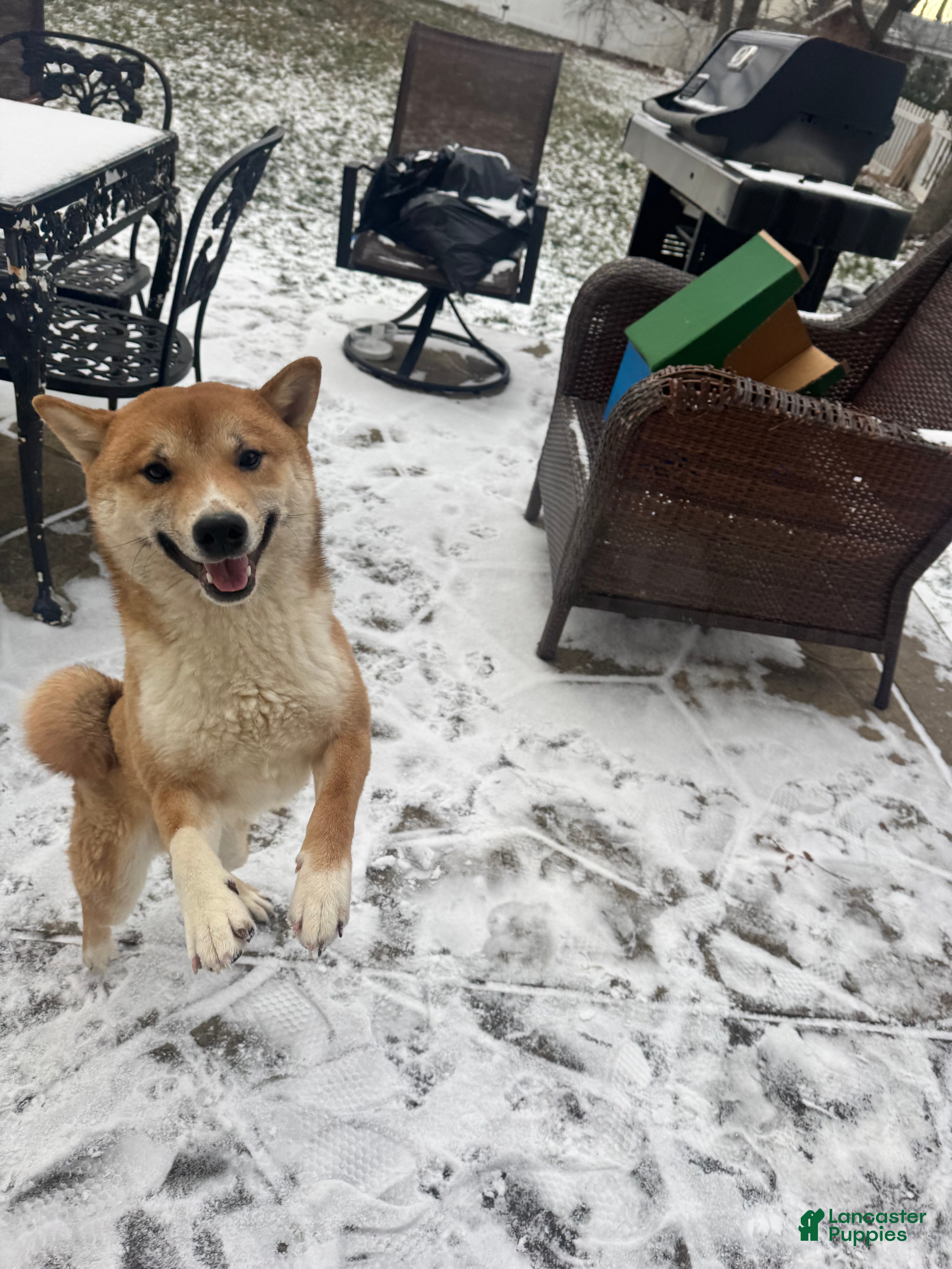 Shiba Inu dogs Shiba Inu Puppy 1 - Ad 35