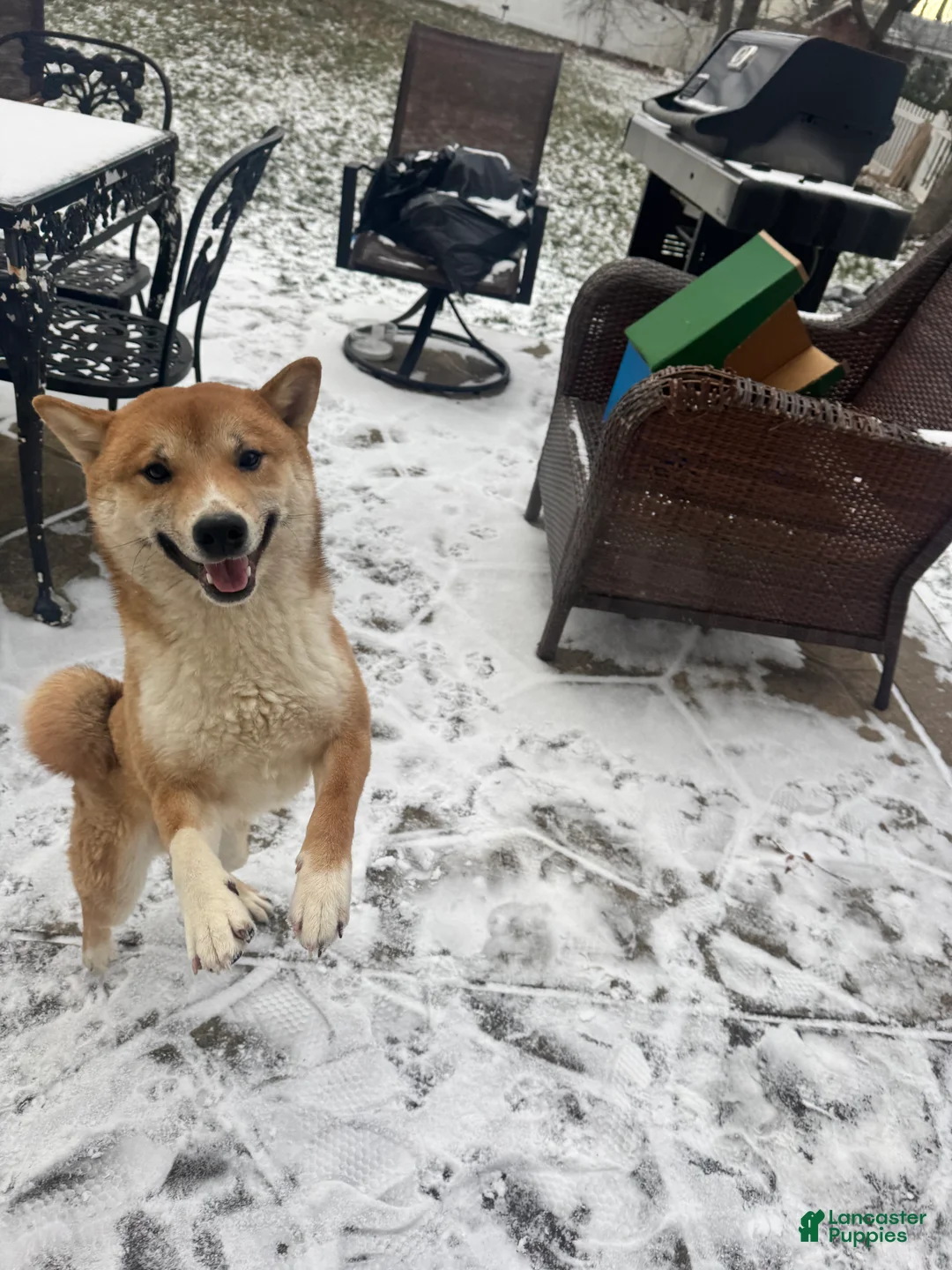Shiba Inu dogs for sale: Shiba Inu Puppy 1 - Ad 1