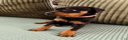 Miniature Pinscher dogs for sale: Lily - Ad 3