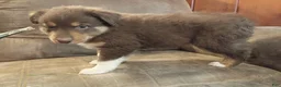 Australian Shepherd dogs for sale: Mocha - Ad 4