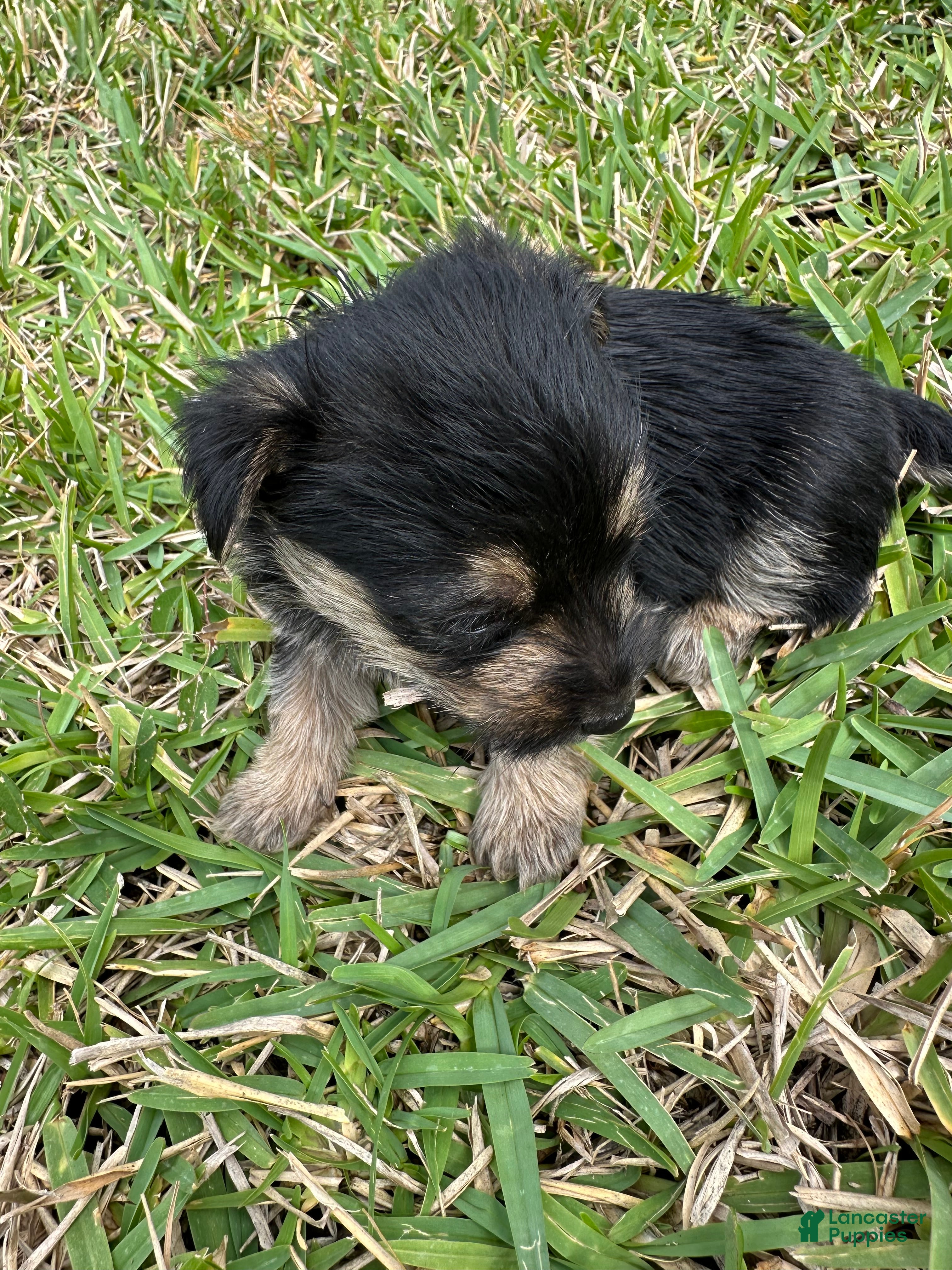 Mixed Breed dogs Yorkie 2 - Ad 2