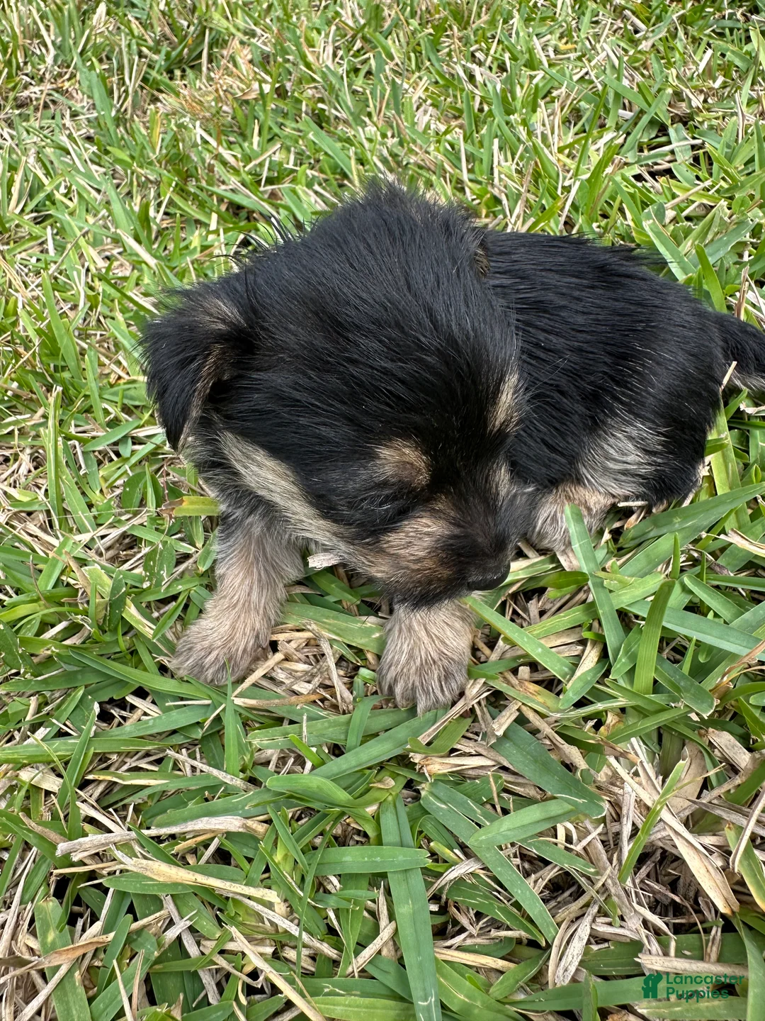 Mixed Breed dogs for sale: Yorkie 2 - Ad 2