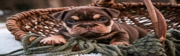 English Bulldog dogs for sale: Brutus - Ad 1