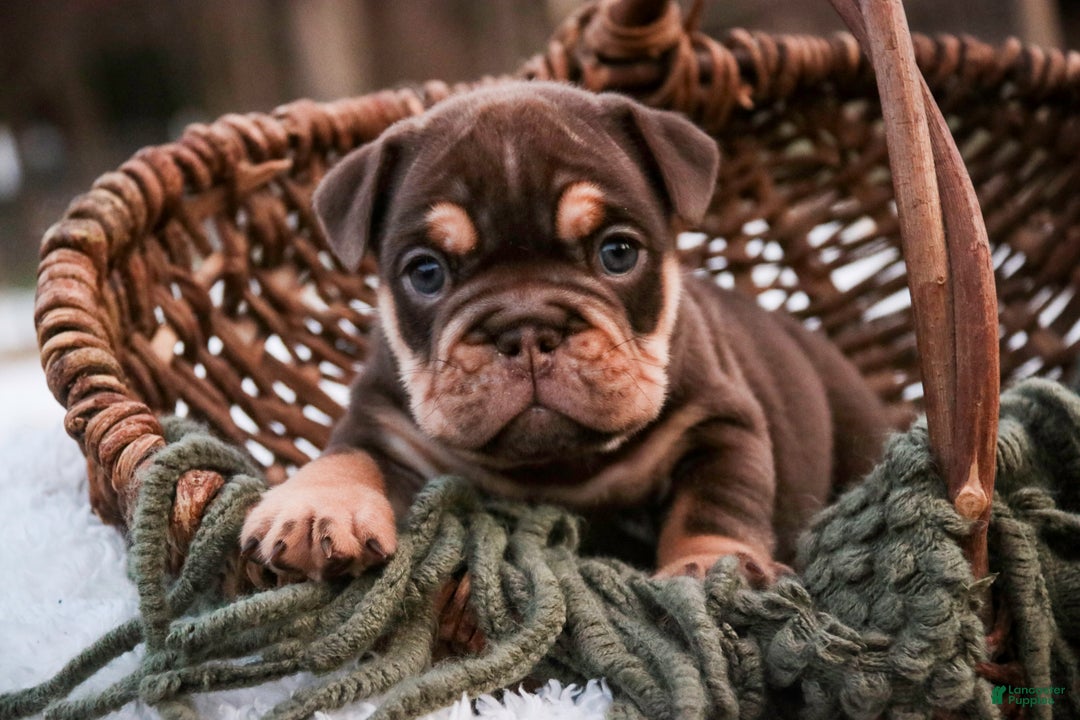 English Bulldog dogs for sale: Brutus - Ad 1