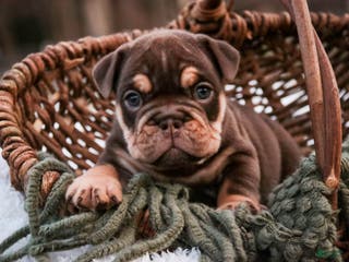 English Bulldog dogs Brutus - Ad 20