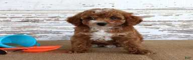 Teddy