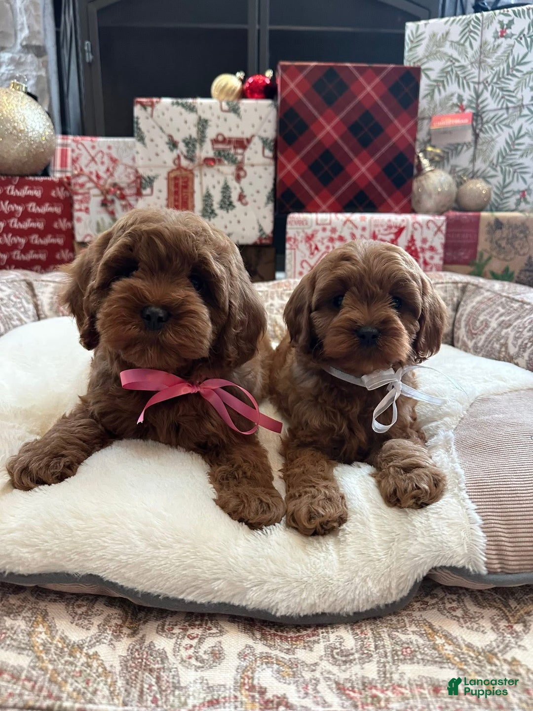 Cavapoo dogs for sale: Eleanor - Ad 4