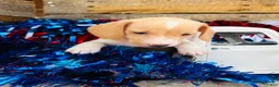 Miniature Dachshund dogs for sale: Jameson  - Ad 3