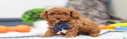 Cavapoo dogs for sale: Anson - Ad 7