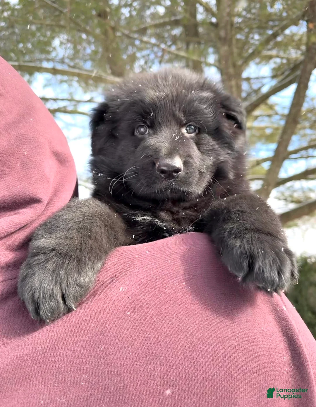 German Shepherd dogs for sale: Draco - Ad 4