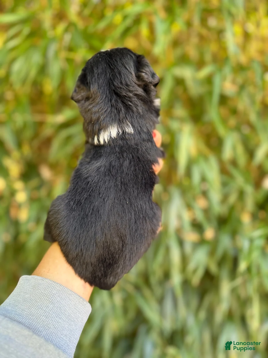 Miniature Australian Shepherd dogs for sale: Miniature Australian Shepherd 5 - Ad 2