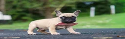 French Bulldog dogs for sale: Callie - Ad 5