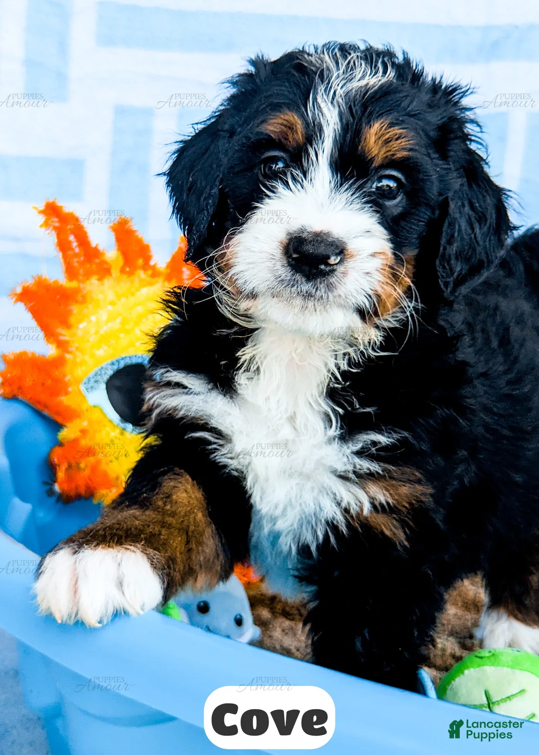 Bernedoodle dogs for sale: Cove - Ad 2