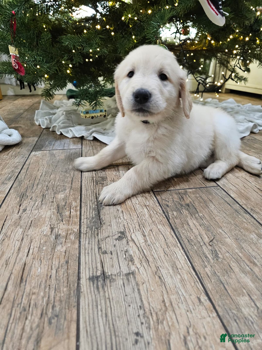 Golden Retriever dogs for sale: Golden Retriever Puppy 4 - Ad 65