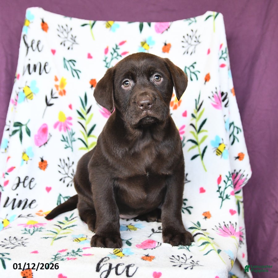 Labrador Retriever dogs Paris - Ad 6