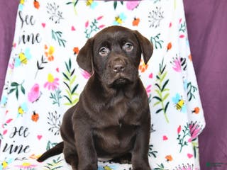 Labrador Retriever dogs Paris - Ad 6