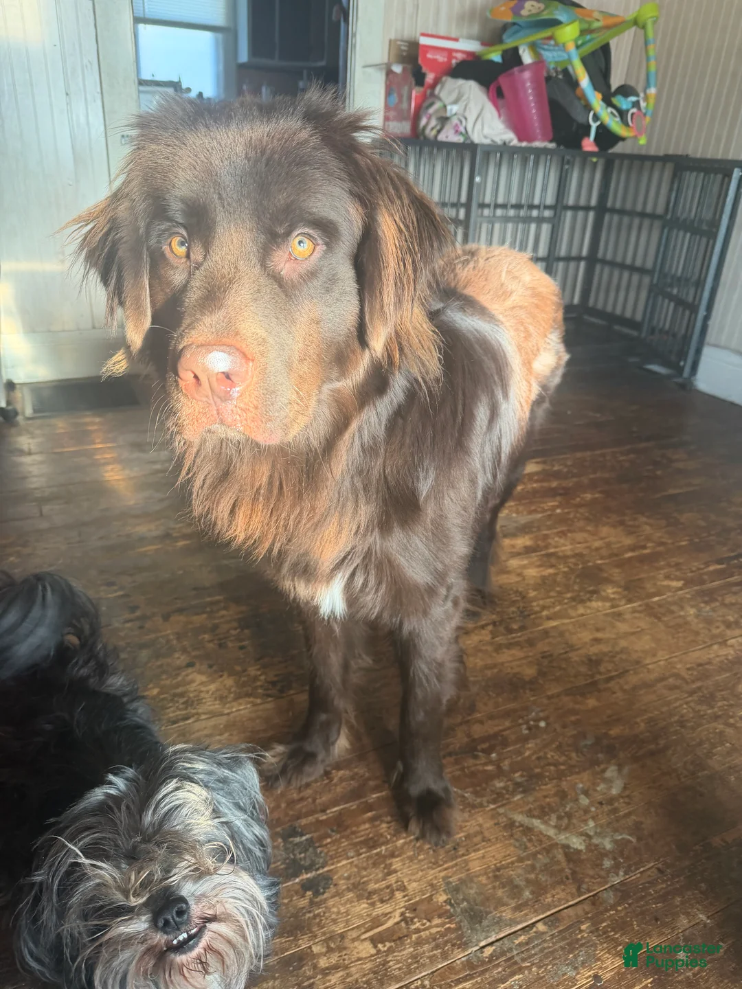 Newfoundland dogs for sale: Dunkin  - Ad 2