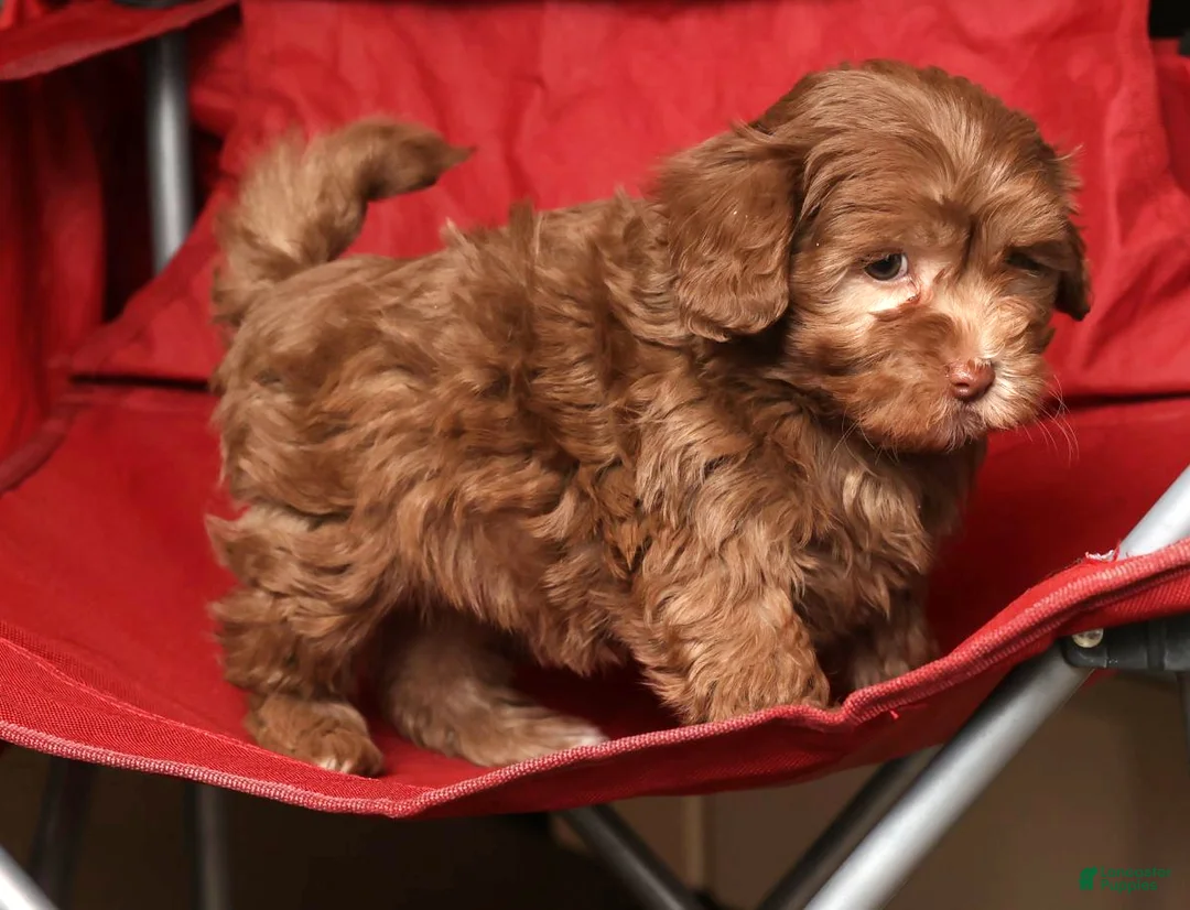 Havapoo dogs for sale: Stacy - Ad 6