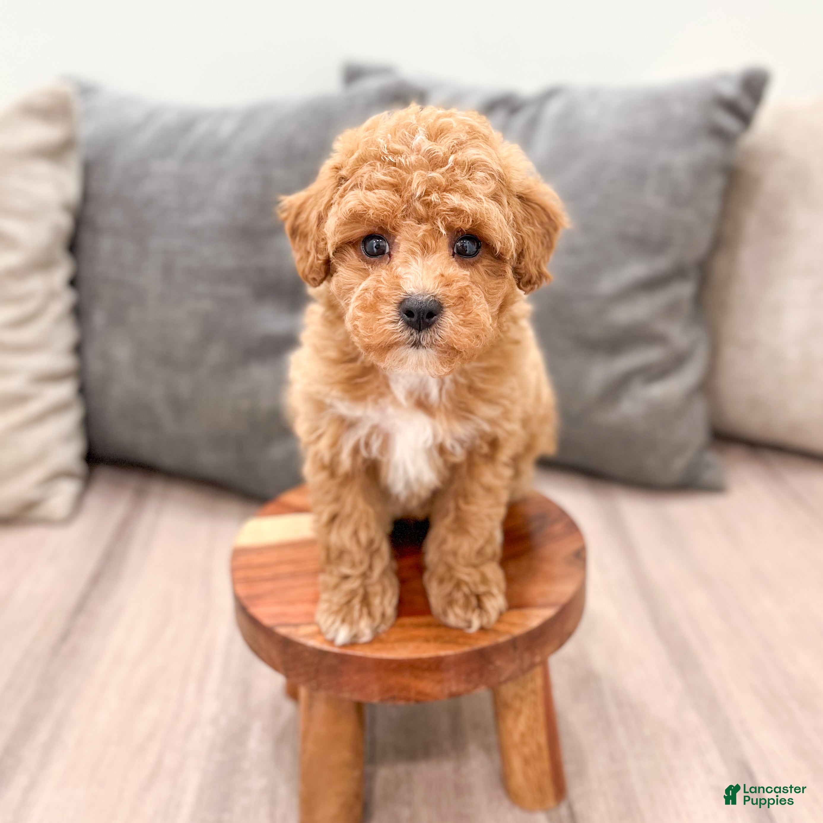 Miniature Poodle dogs Cola - Ad 2