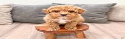 Miniature Poodle dogs for sale: Cola - Ad 2