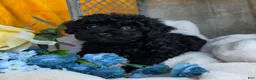 Toy Poodle dogs for sale: Blackie - Ad 6