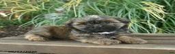Mixed Breed dogs for sale: Mocha  - Ad 3