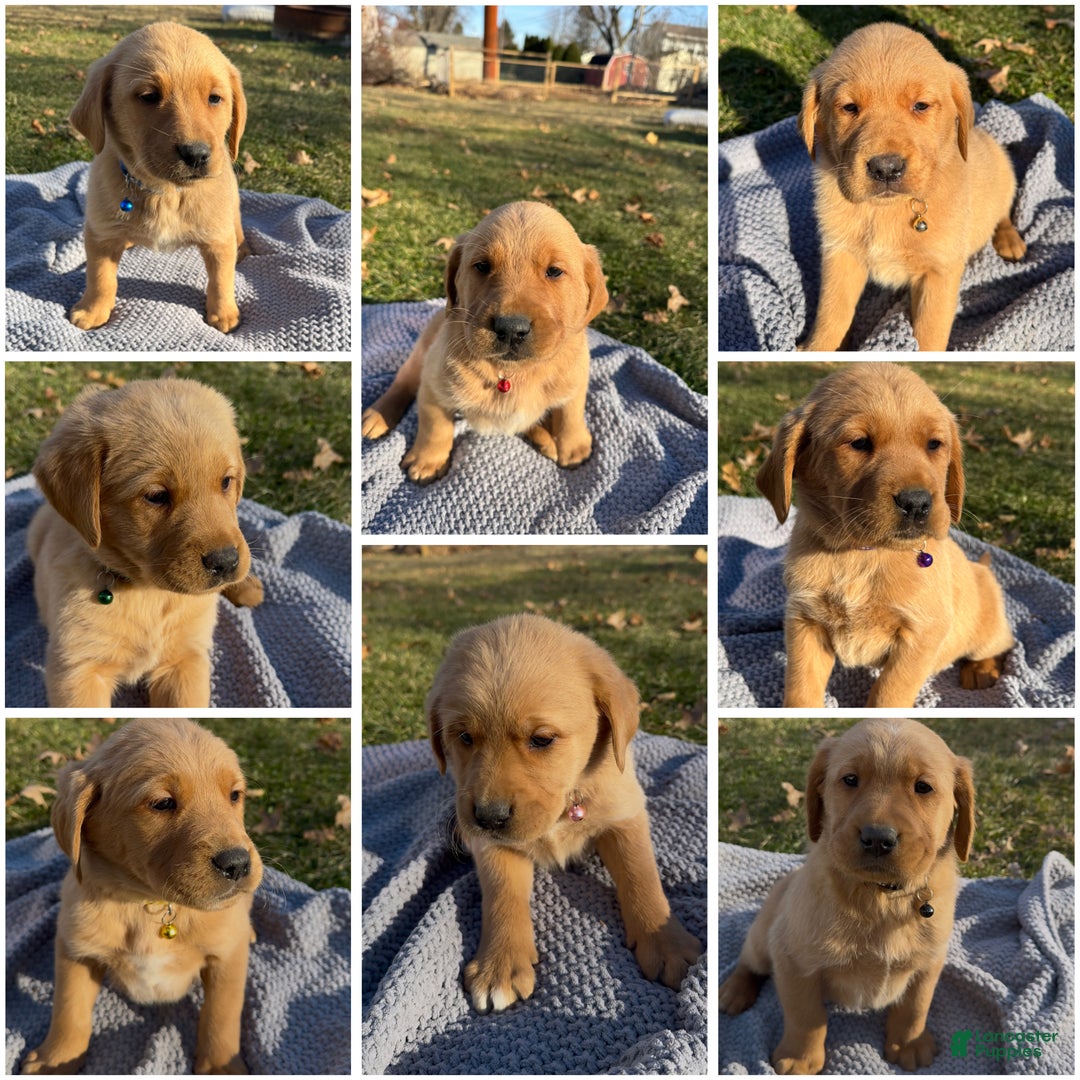 Goldador dogs for sale: Tillie - Ad 4