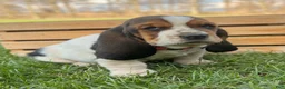 Basset Hound dogs for sale: Clara - Ad 17