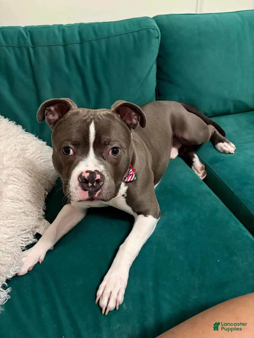 American Bully dogs for sale: American Bully Puppy 1 - Ad 1