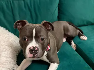 American Bully dogs American Bully Puppy 1 - Ad 21