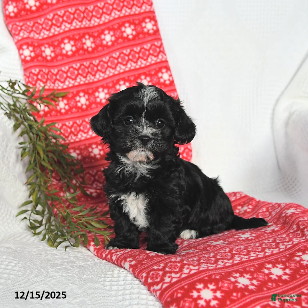 Mixed Breed dogs for sale: Molly - Ad 2