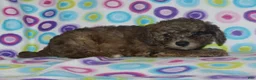 Miniature Poodle dogs for sale: Harlee’s Merle male - Ad 5