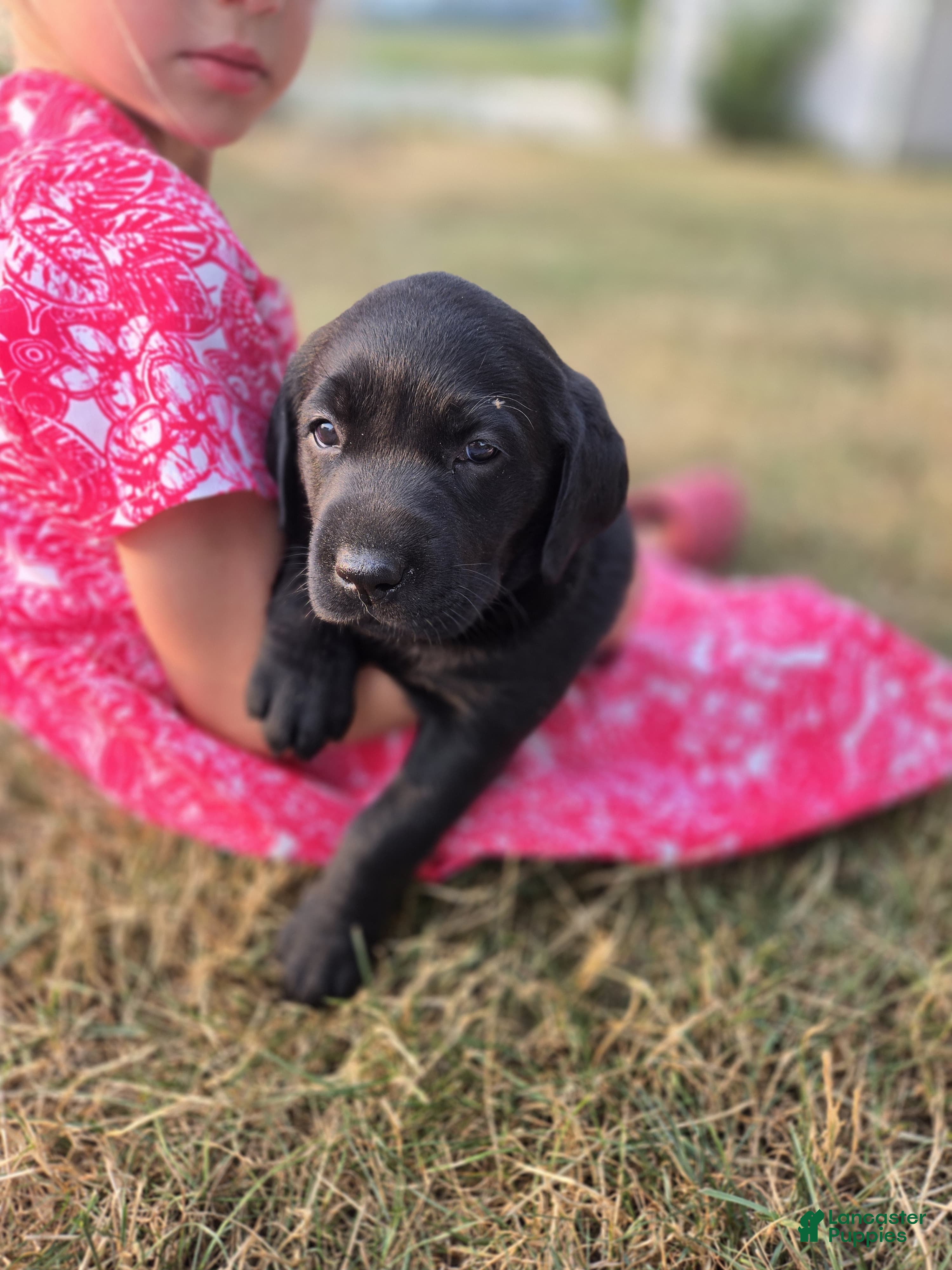 Labrador Retriever dogs Princess - Ad 1