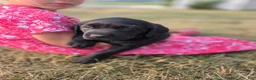 Labrador Retriever dogs for sale: Princess - Ad 1