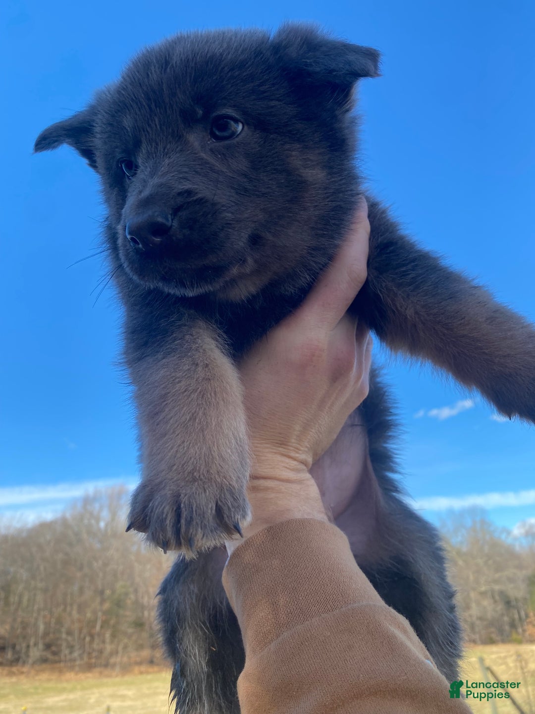 German Shepherd dogs for sale: German Shepherd Puppy 5 - Ad 3