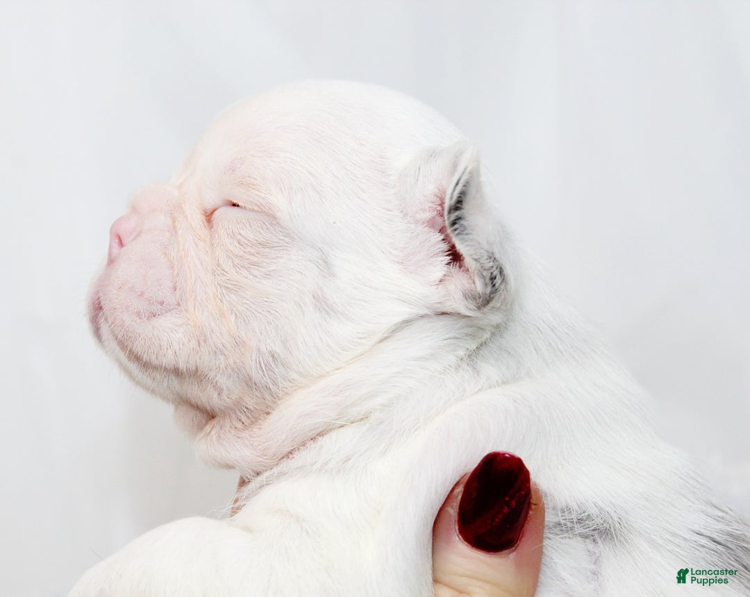 French Bulldog dogs for sale: Kodiak-Koi Choc & Tan w Testable  - Ad 5