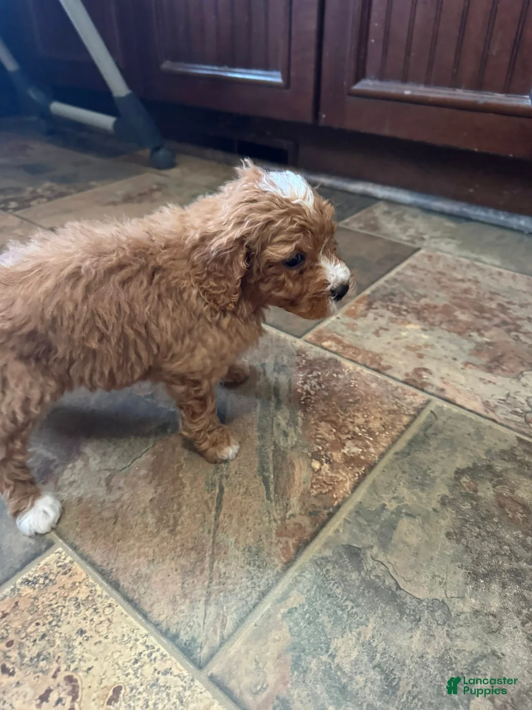 Bernedoodle dogs for sale: mini Bernedoodle Puppy 3 yellow - Ad 2