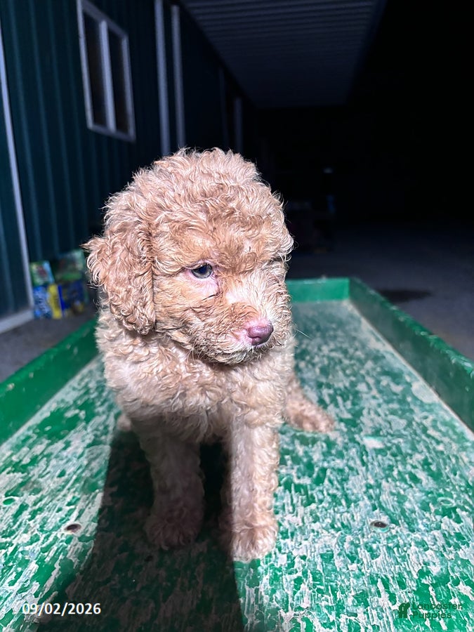 Miniature Poodle dogs Jack - Ad 2