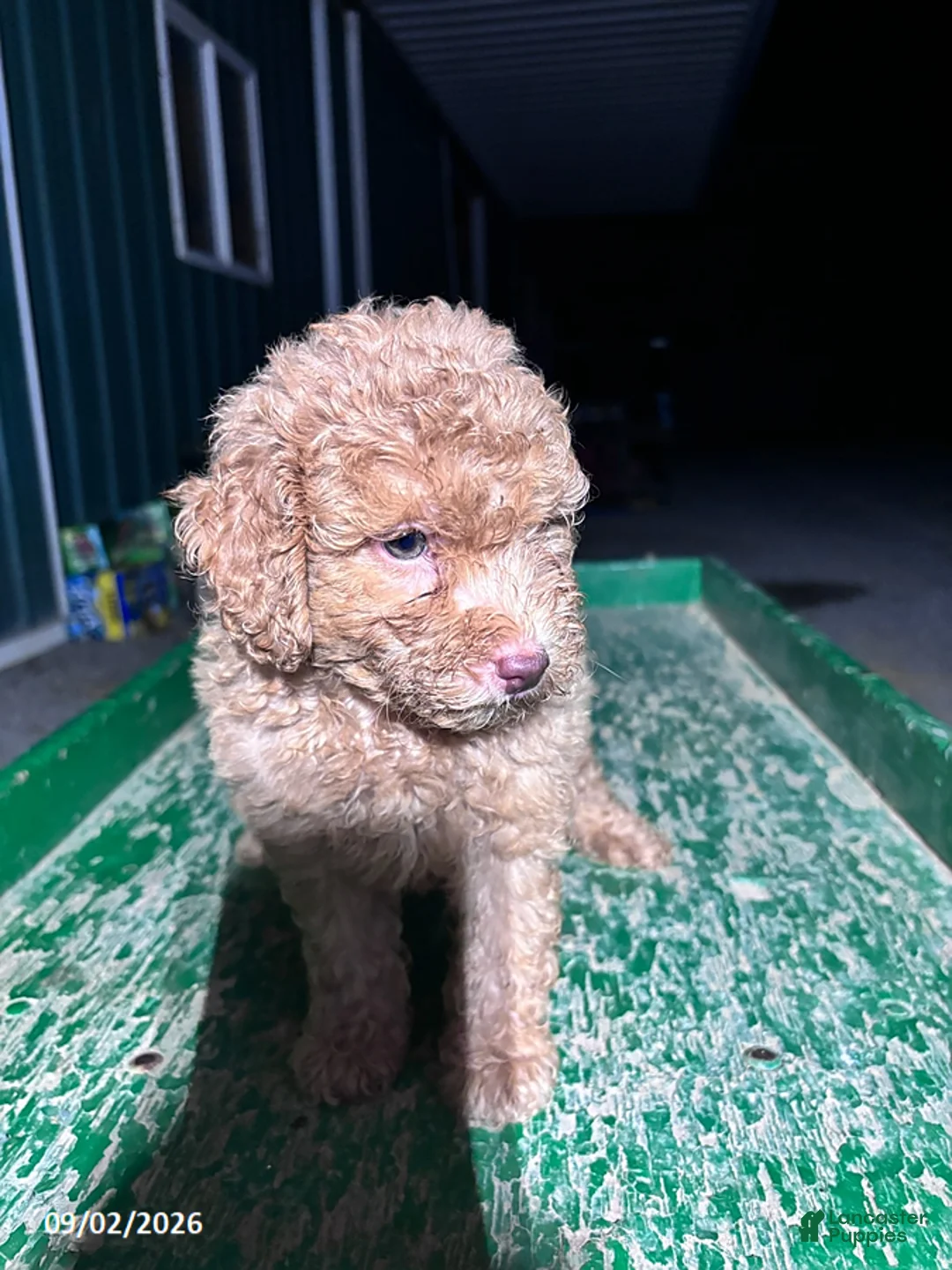 Miniature Poodle dogs for sale: Jack - Ad 2