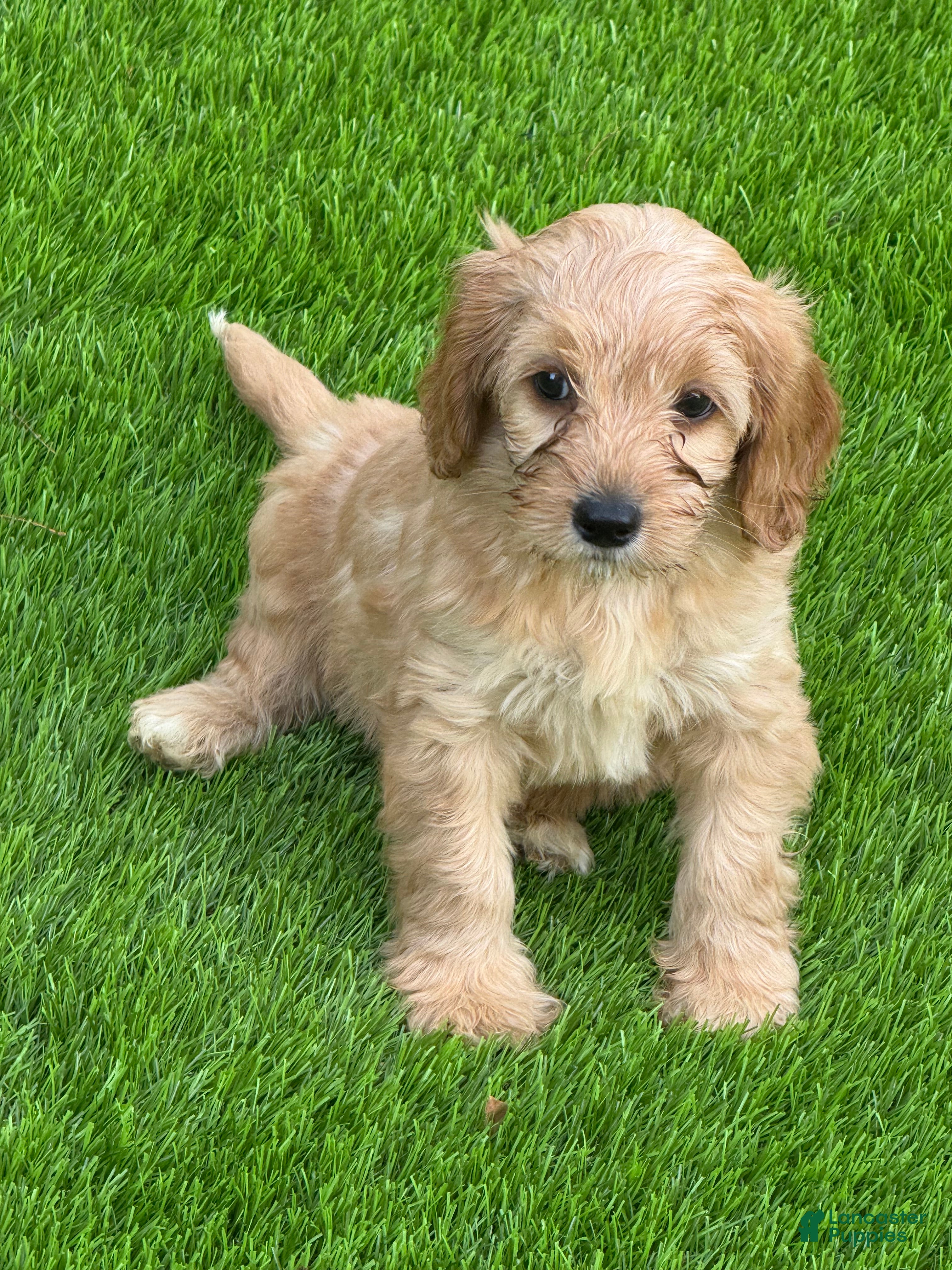 Cockapoo dogs Cockapoo 1 - Ad 1