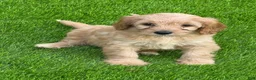 Cockapoo dogs for sale: Cockapoo 1 - Ad 1