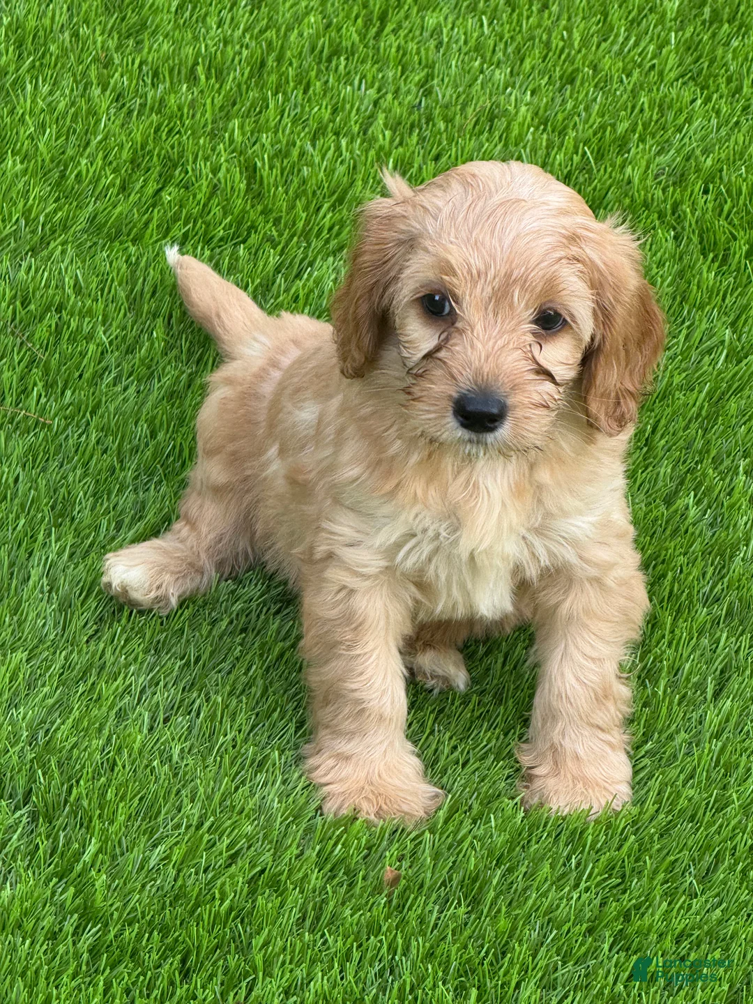 Cockapoo dogs for sale: Cockapoo 1 - Ad 1