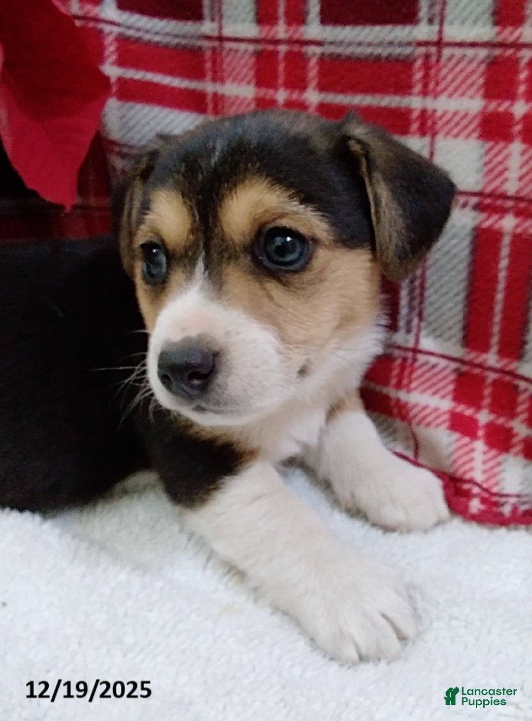 Mixed Breed dogs for sale: Tommy - Ad 3