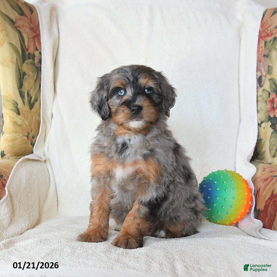 Mini Bernedoodle dogs Remy - Ad 12