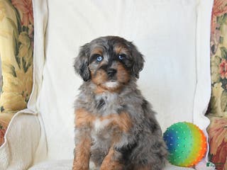 Mini Bernedoodle dogs Remy - Ad 36