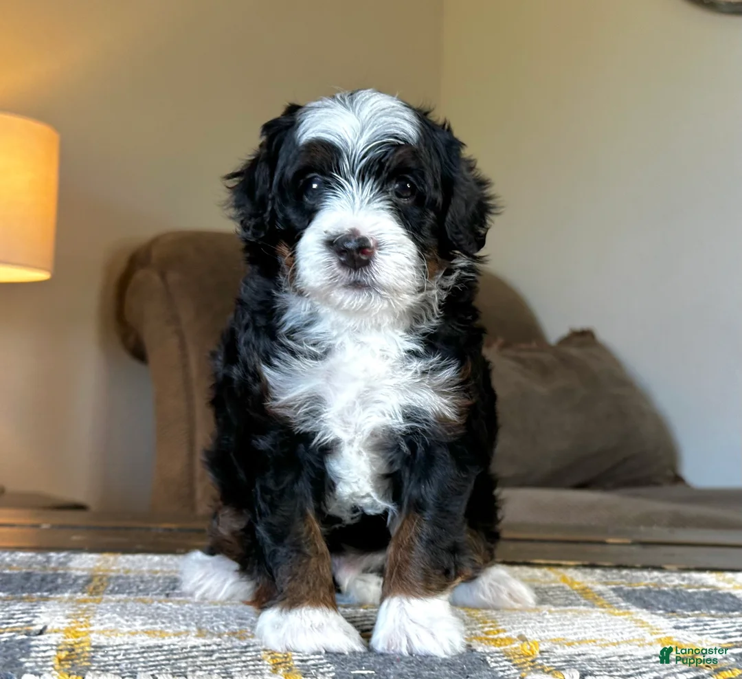 Mixed Breed dogs for sale: Tricolor Micro Bernedoodle - Ad 1
