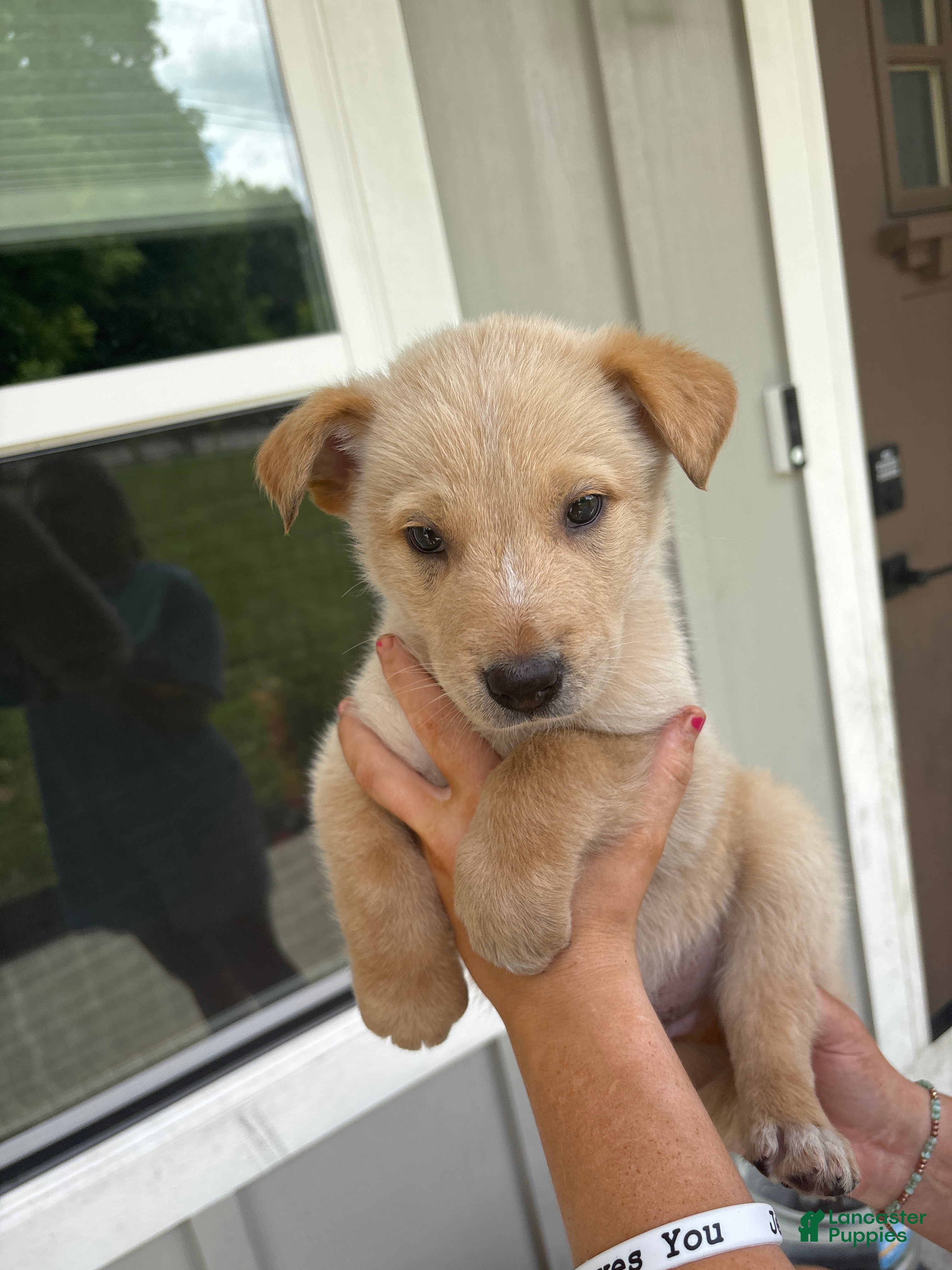 Mixed Breed dogs Mixed Breed Puppy 3 - Ad 2