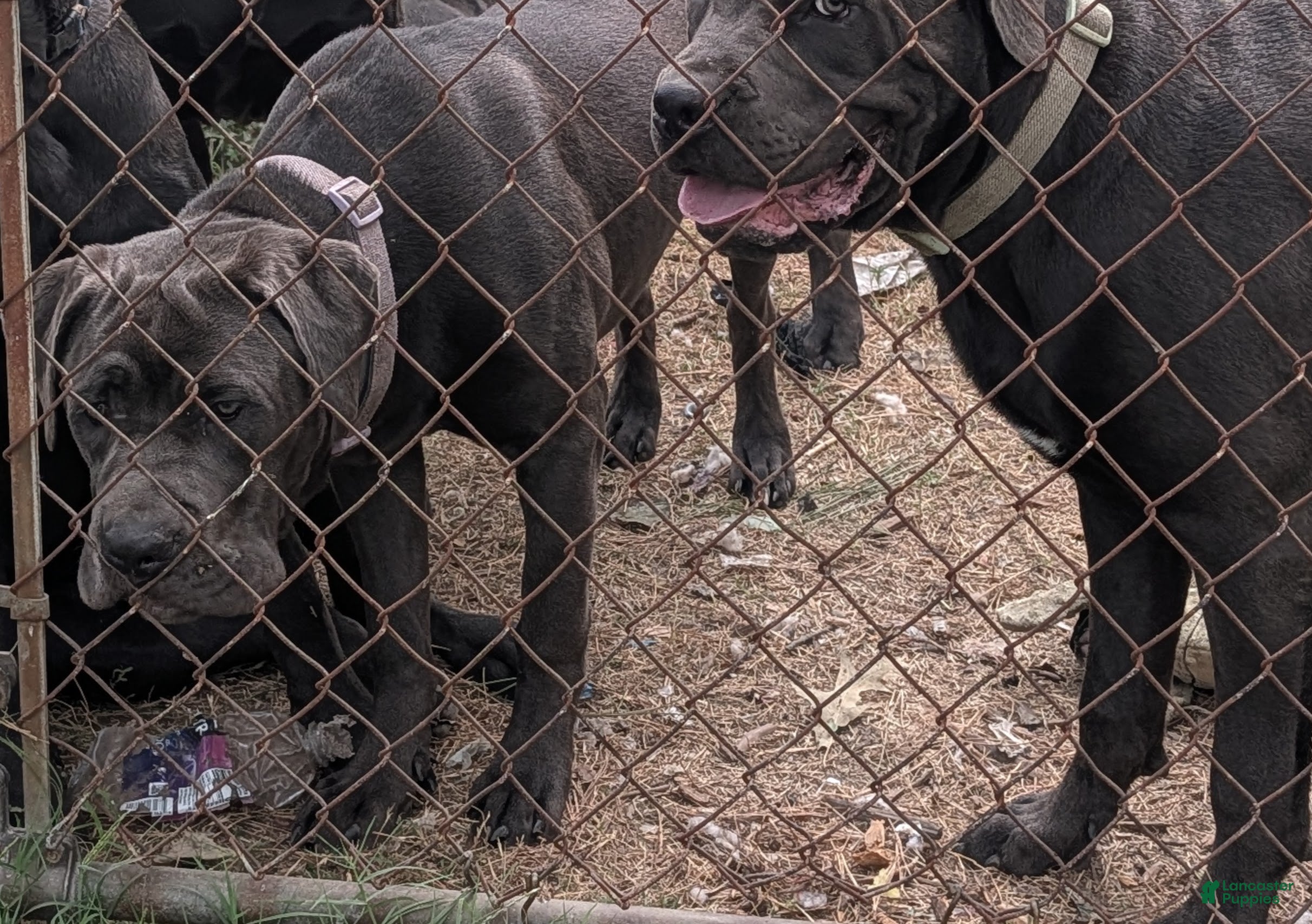 Cane Corso dogs Purple aka Violet  - Ad 1